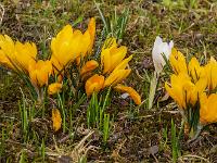 Einzelner weißer Krokus in gelber Krokusansammlung